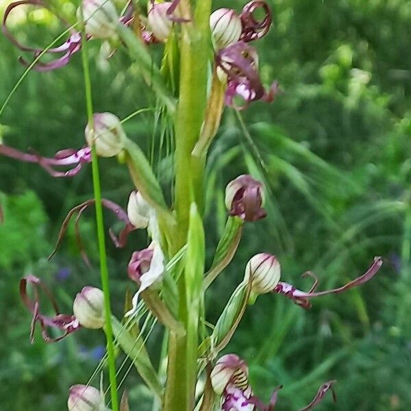 Himantoglossum adriaticum Flower