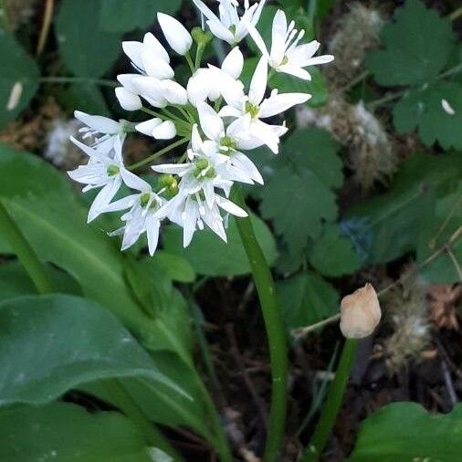 Allium ursinum Blomst