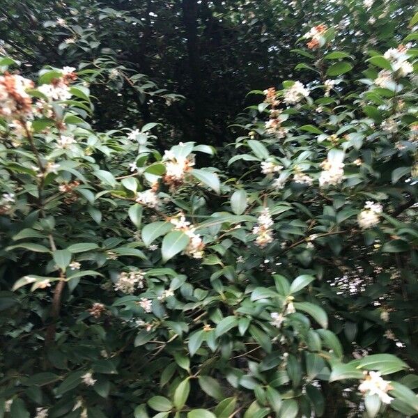 Osmanthus decorus Flower