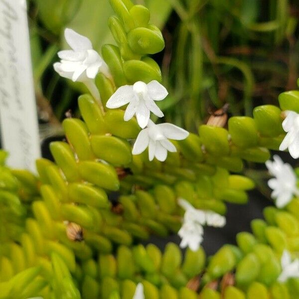 Angraecum distichum Floare