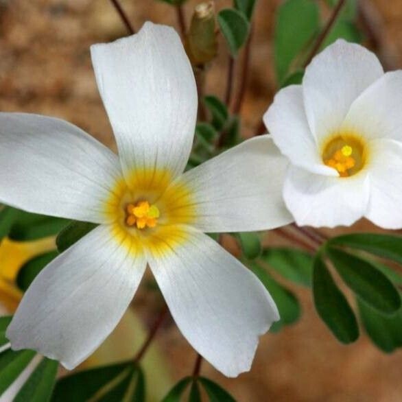 Oxalis purpurea Flor