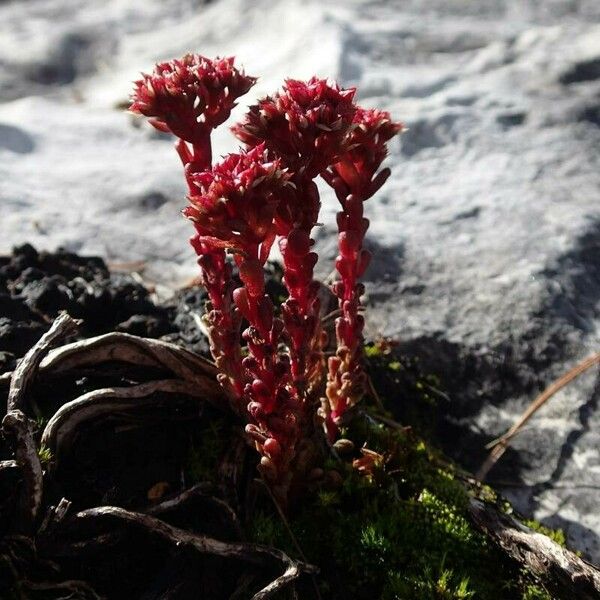 Sedum atratum 花