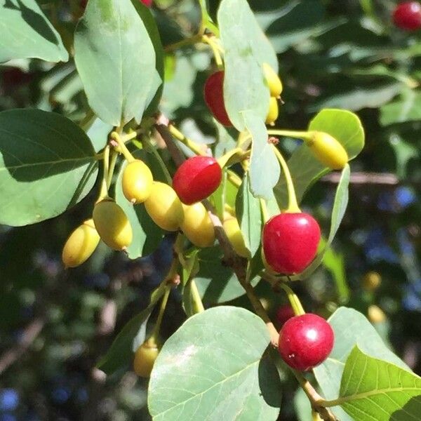 Phyllogeiton zeyheri Fruit