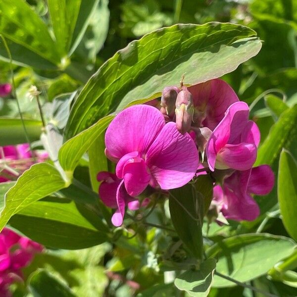 Lathyrus latifolius Hostoa