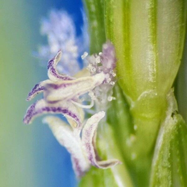 Digitaria ciliaris Flower