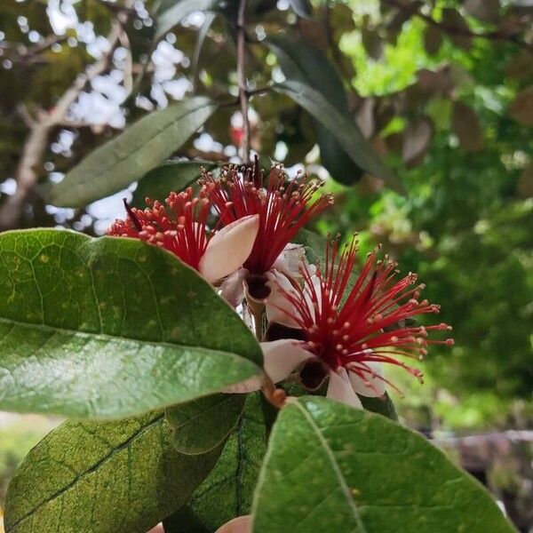 Feijoa sellowiana Кветка