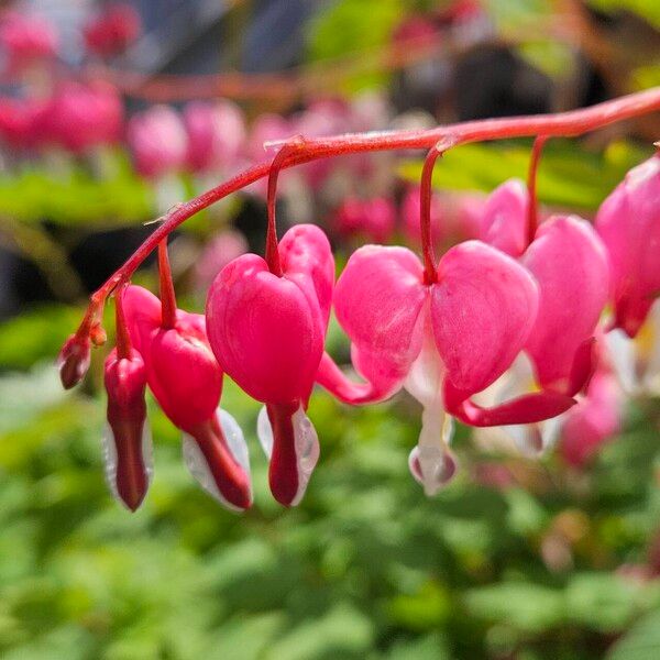 Lamprocapnos spectabilis Flors