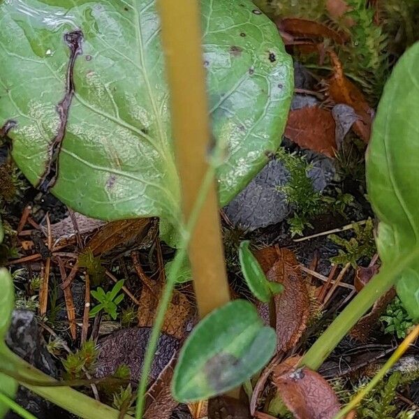 Pyrola rotundifolia Листок