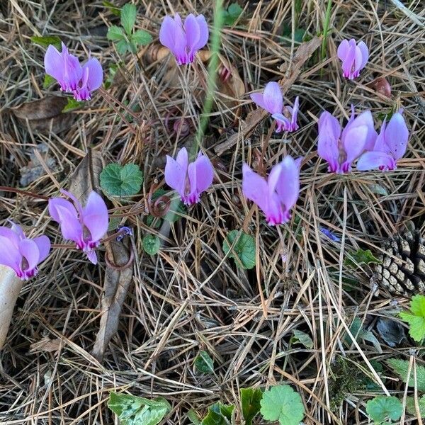 Cyclamen hederifolium Flors