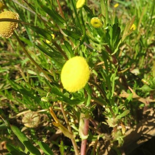 Cotula coronopifolia 花