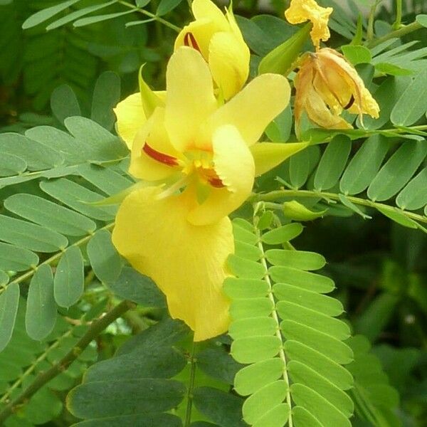 Chamaecrista fasciculata ফুল