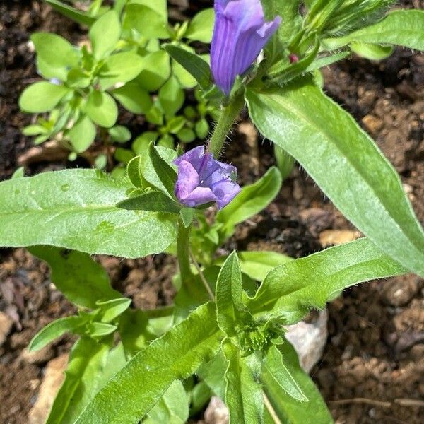 Echium plantagineum Φύλλο