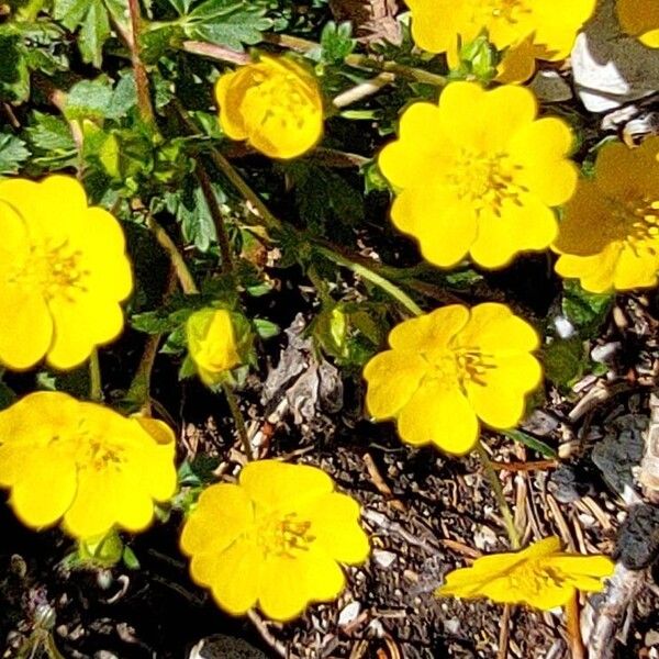 Potentilla aurea Žiedas