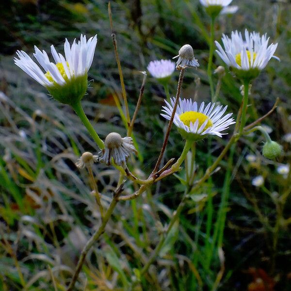 Erigeron annuus অভ্যাস