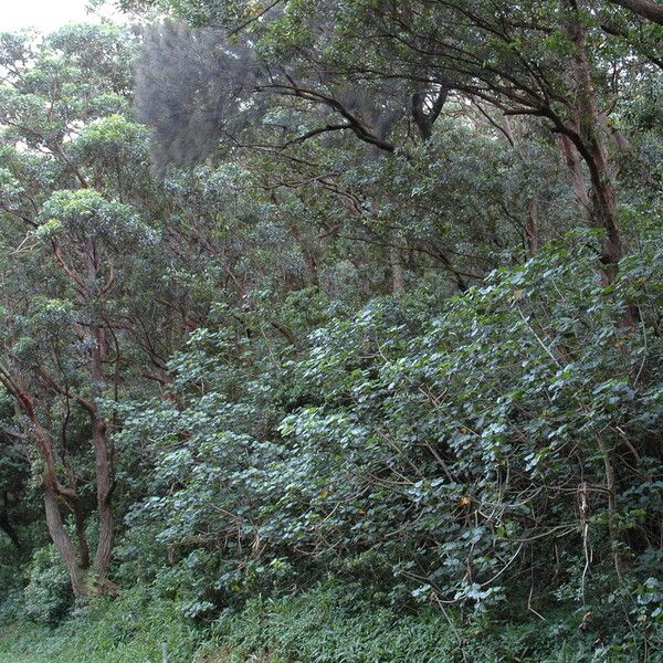 Hibiscus tiliaceus Habitat