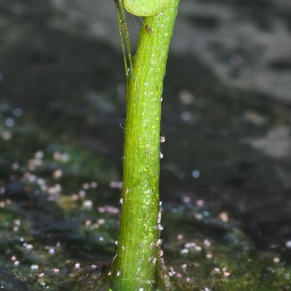Hydrocotyle verticillata (Whorled marsh pennywort)