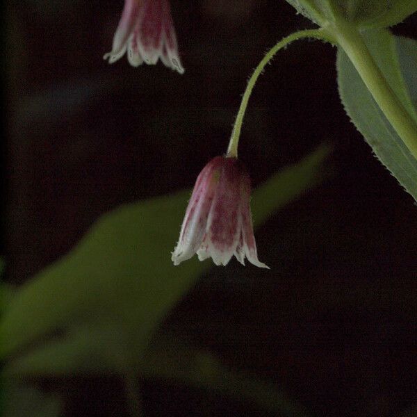 Streptopus lanceolatus Blüte