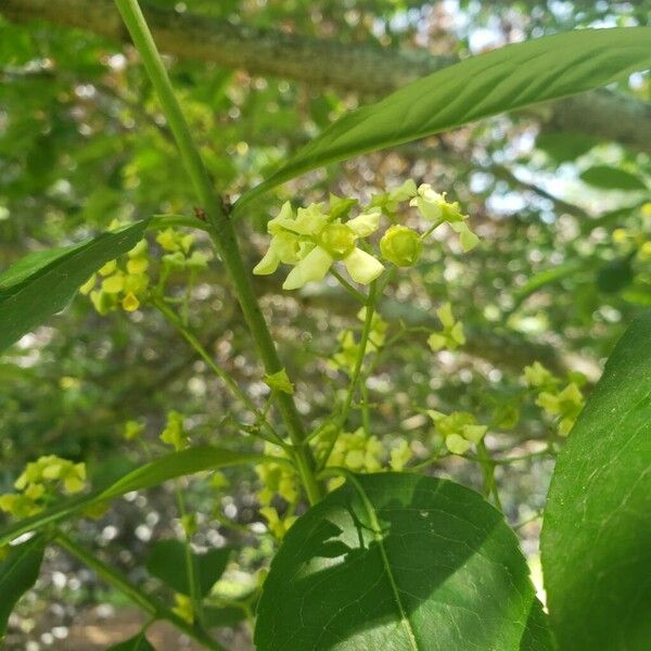 Euonymus carnosus Flower