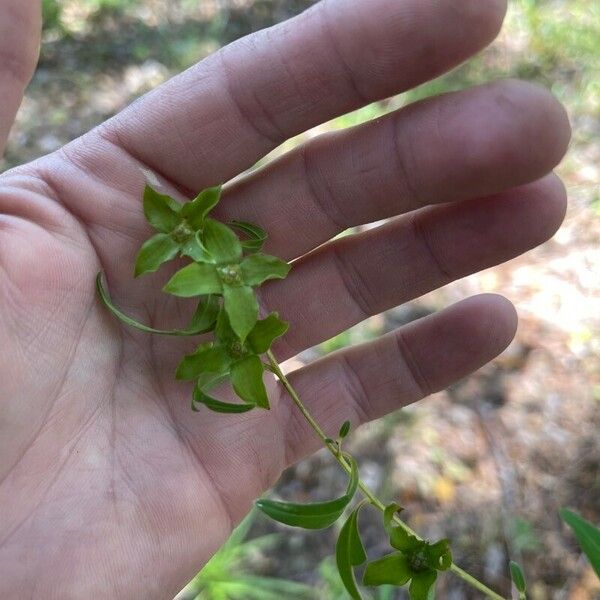 Ludwigia alternifolia Fleur