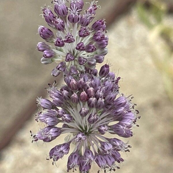 Allium guttatum Blomma