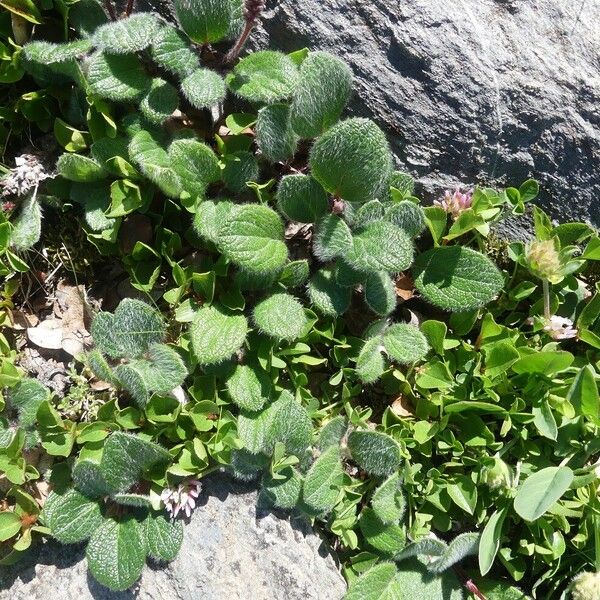 Salix reticulata Інше