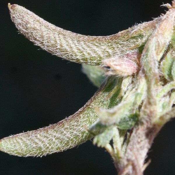 Medicago monspeliaca Plod