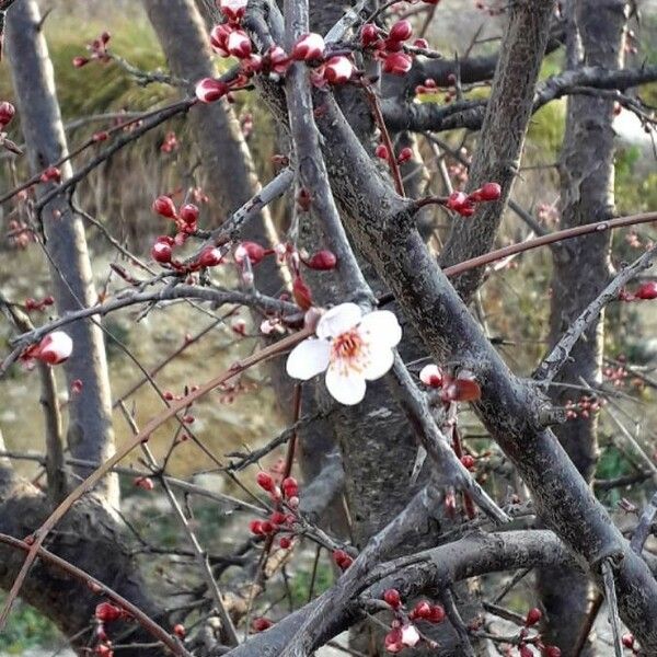 Prunus cerasifera Kwiat