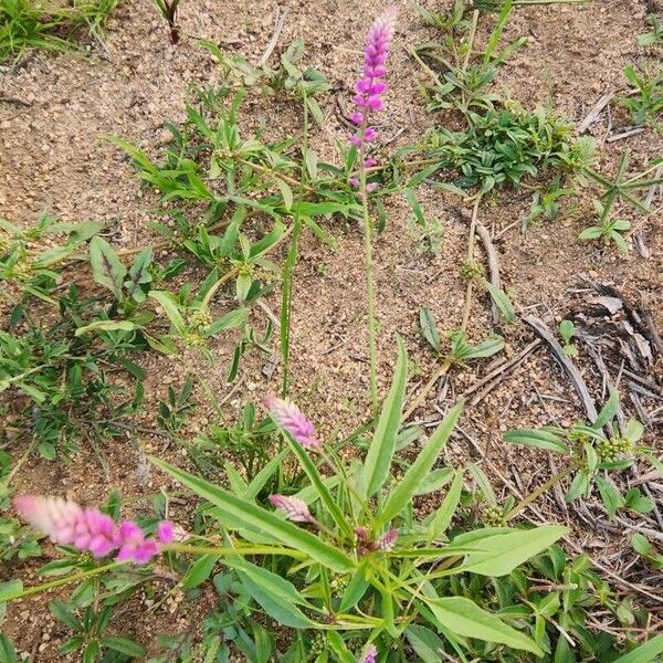 Digera muricata Flower