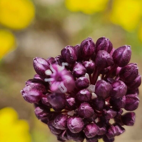 Allium atroviolaceum Flower