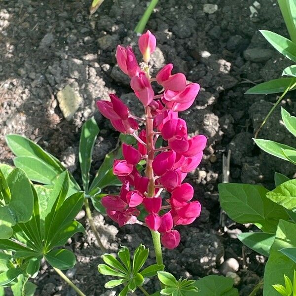 Lupinus polyphyllus Bloem