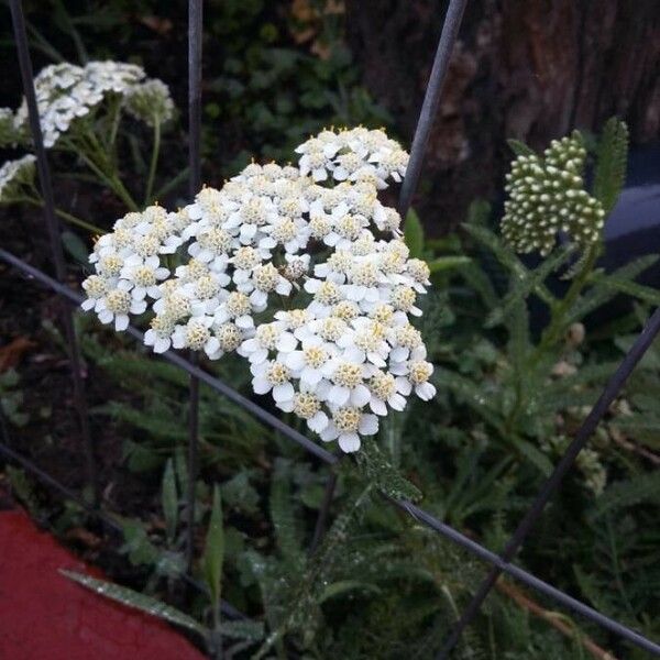 Achillea millefolium 花