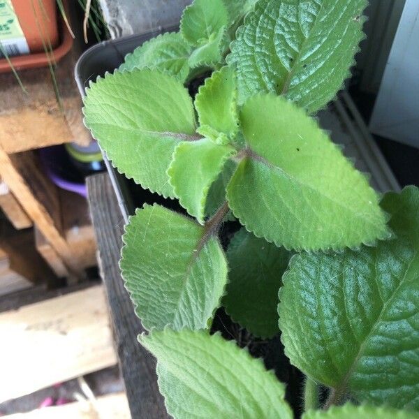 Coleus amboinicus Leaf