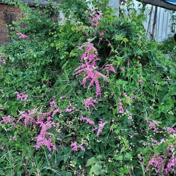 Antigonon leptopus 花