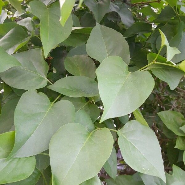 Syringa vulgaris Blad