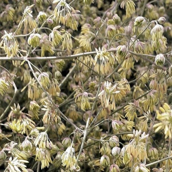 Thalictrum minus Flower