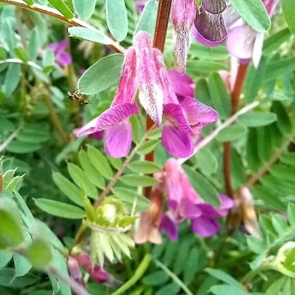 Vicia pannonica പുഷ്പം