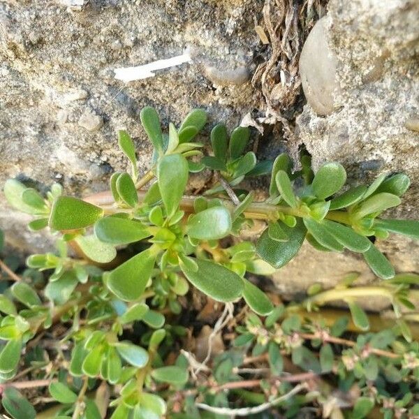 Portulaca oleracea Habitus