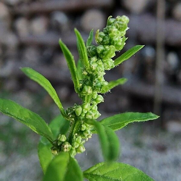 Oxybasis glauca Flower