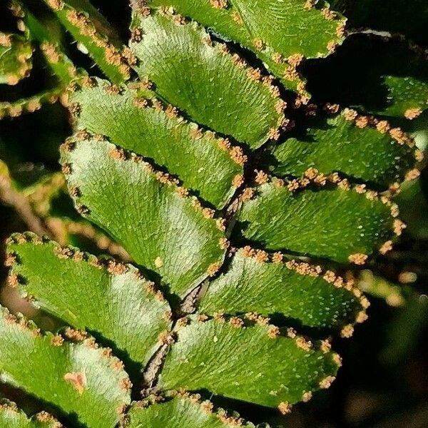 Adiantum hispidulum Plod