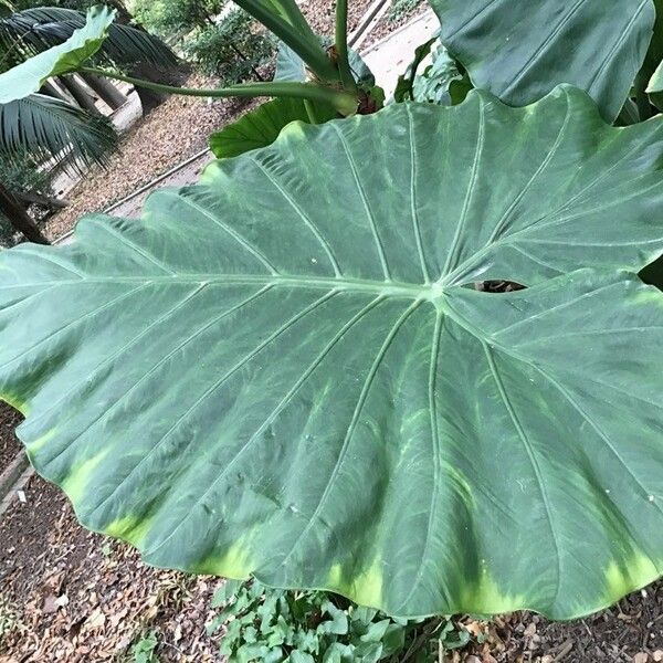 Colocasia esculenta 葉