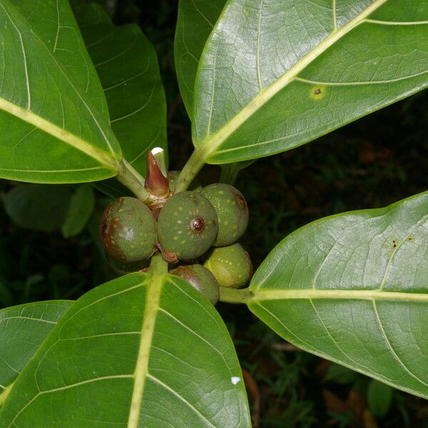 Ficus obtusifolia Листок