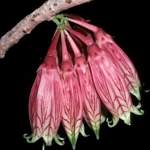 Agapetes megacarpa 花