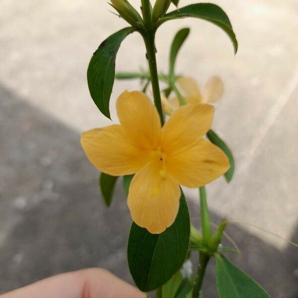 Barleria prionitis Lorea