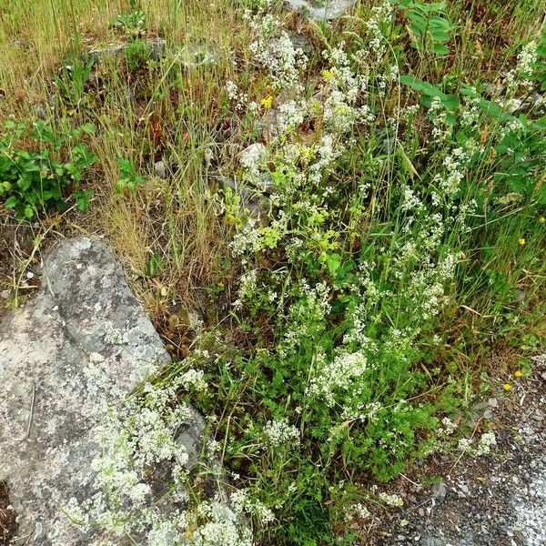 Galium album Habitus