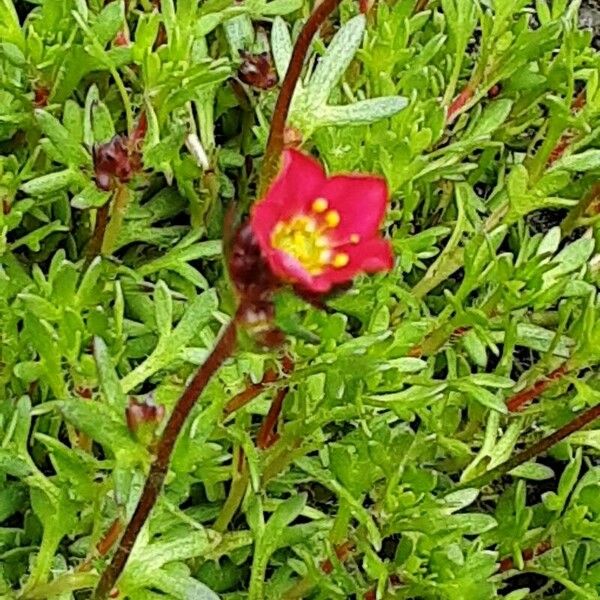 Saxifraga rosacea Flower