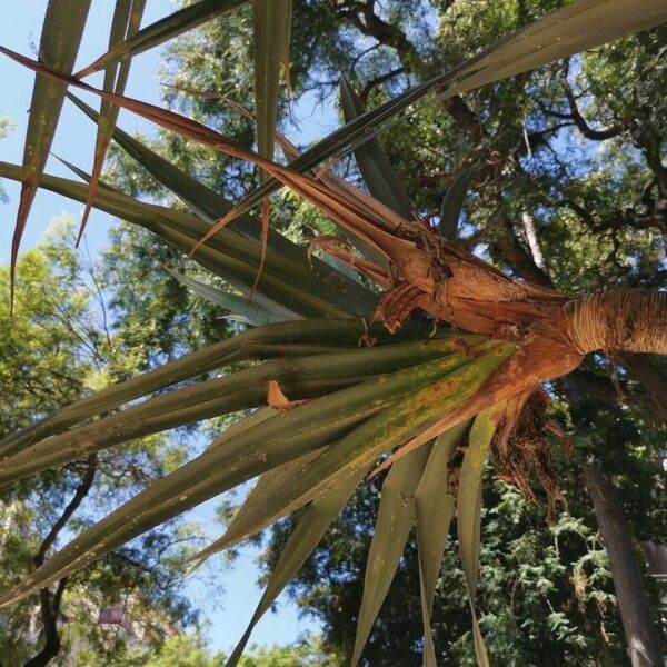 Pandanus utilis Feuille