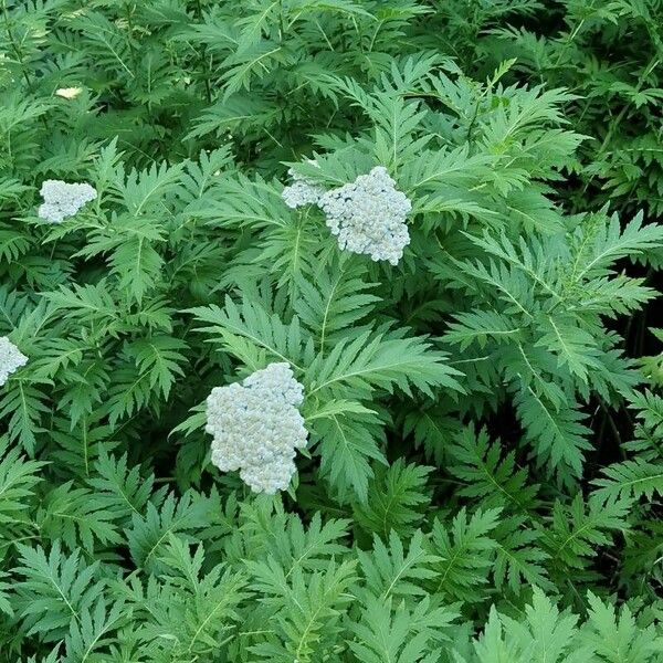 Tanacetum macrophyllum Habit