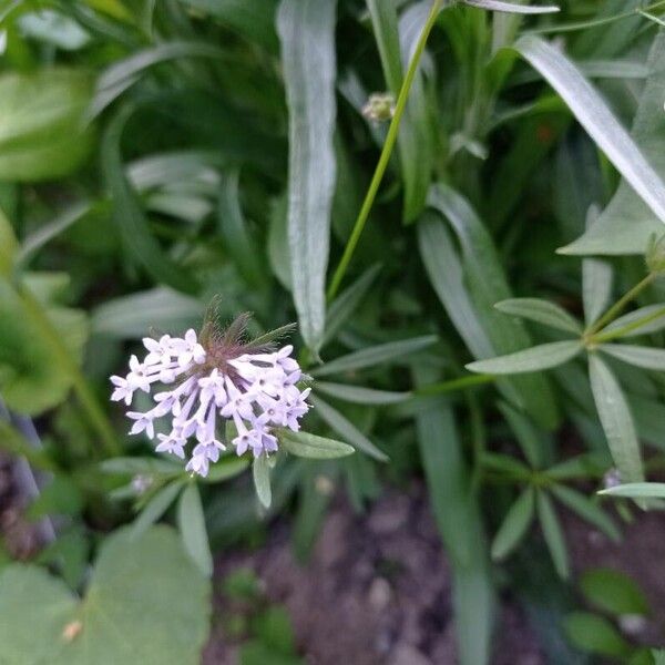 Asperula arvensis Květ