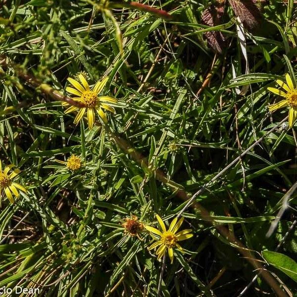Jasonia tuberosa Λουλούδι