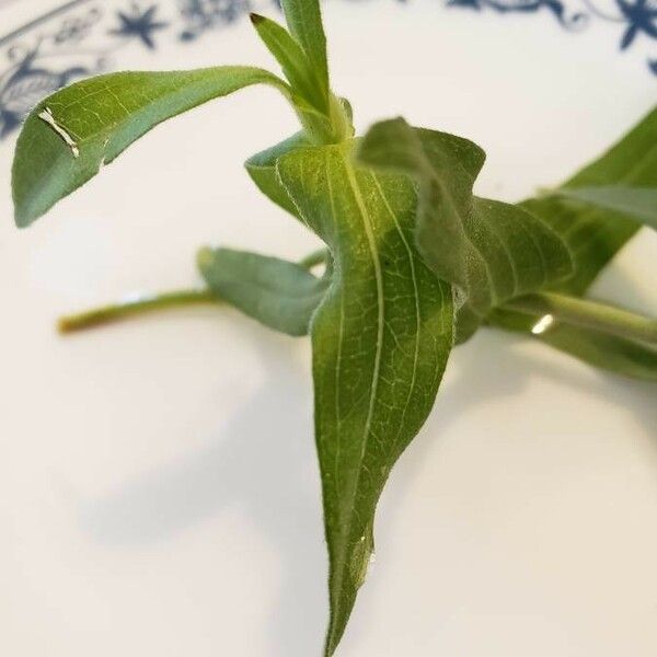 Zinnia angustifolia 葉